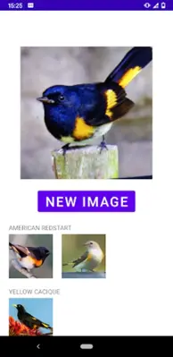 Bird Identifier android App screenshot 1