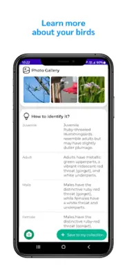 Bird Identifier android App screenshot 7